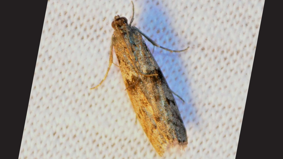 Ephestia kuehniellaMediterranean Flour Moth Ephestia kuehniellaMediterranean Flour Moth